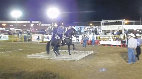videos de caballos bailadores 2016.
